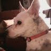 molly_brown1s billede