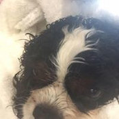 Violet Holbrook Shaffer's photo