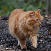 Susan Kornfield's photo