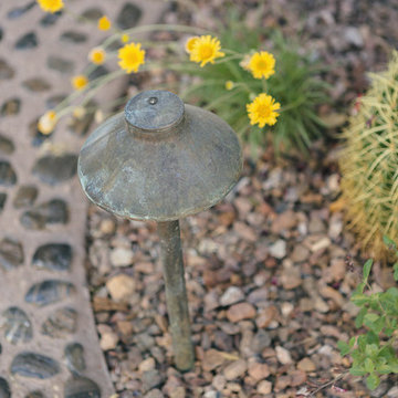 Cactus Wren