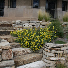 Landscape Ideas