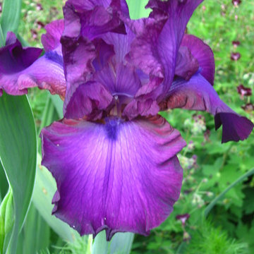 Gypsy Romance Iris