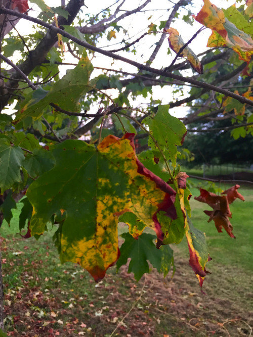 Maple Tree Dying?