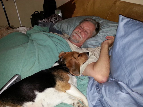 beagle ear cleaning solution