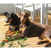 Melissa Boltman's photo