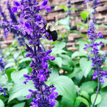 Pollinator Gardens & Perennial Plantings
