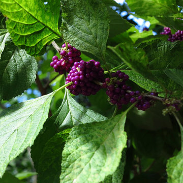 Callicarpa americana (American Beautyberry)
