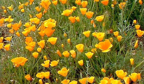 Great Design Plant: California Poppy