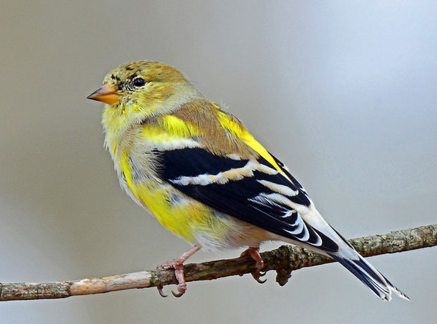 Goldfinch Molting to Breeding Plumage