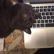 Alyson Nielsen-Reimer's photo