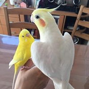 Yukiko Sugihara's photo