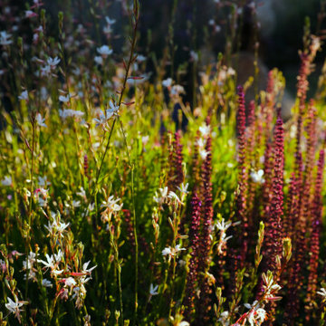 Soft prairie borders in Porto Rafael, Costa Smeralda.