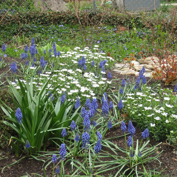Spring Gardens