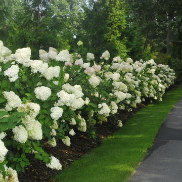 White Garden