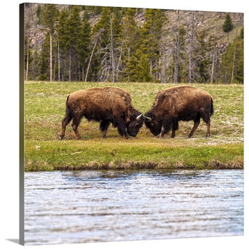 "Two Bison at Water" Wrapped Canvas Art Print, 16"x16"x1.5"