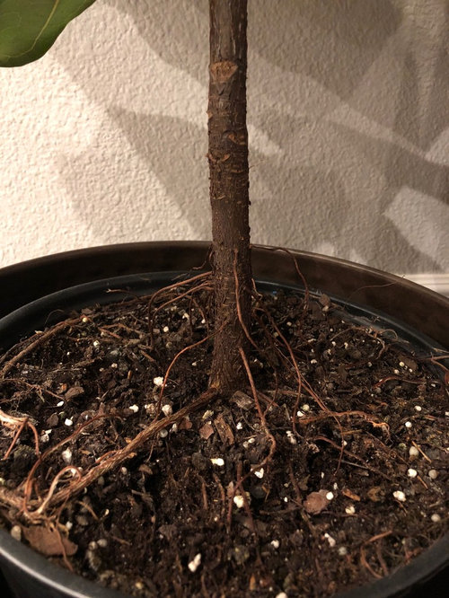 Roots Of Fiddle Leaf Fig