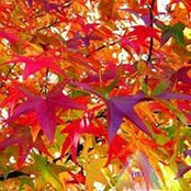 Yvette Simonson's photo