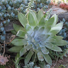 Succulent rock garden