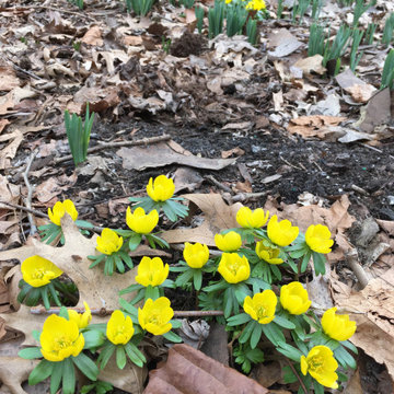 Winter Aconite