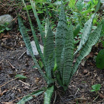 Sansevieria (snake plant)