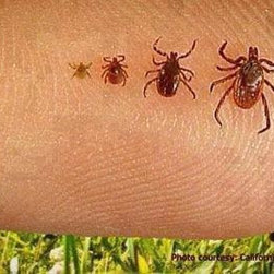 Complete Pest Control Services - Products