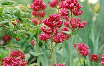 6 Lovely Water-Wise Perennials for High Altitudes