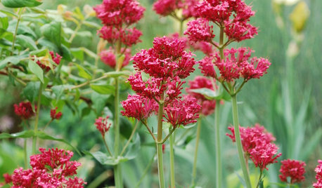 6 Lovely Water-Wise Perennials for High Altitudes
