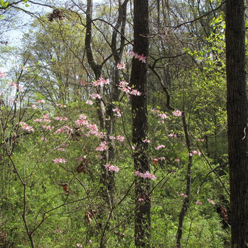 Piedmont Azalea