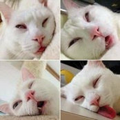 Siu Tang's photo