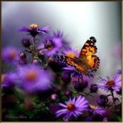 Johanne Larocque's photo