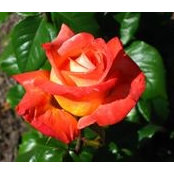 Susan Dippon's photo