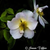 Susan Tiffen's photo