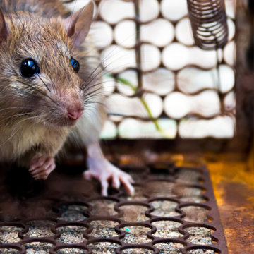 Rodent proofing & prevention