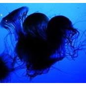 Meriel Boren's photo