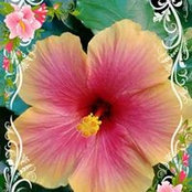 Tammy Knoll's photo