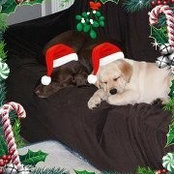 Donna Dumont's photo
