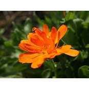 Bisera Husić-Terzić's photo