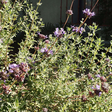 2016 Native Plant Garden Tour