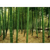 Bamboo Forest Mural 1831 DS8031