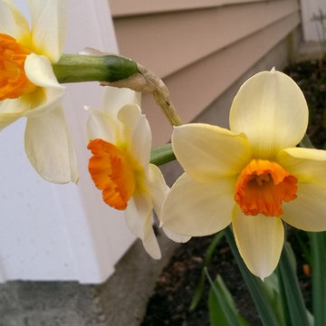 Daffodil 3WY-GYO