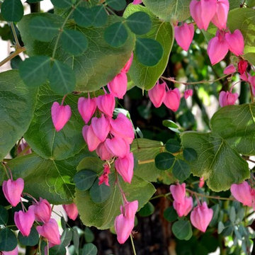 Queen's Wreath Vine