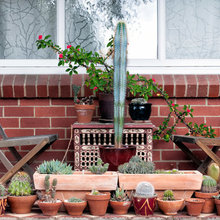 POT PLANTS