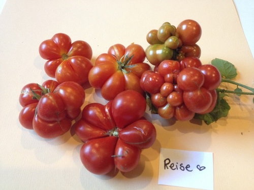 tomato flats for sale