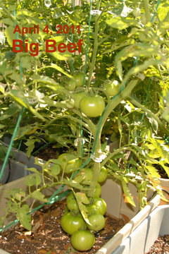 Tomato Seeds, Big Beef Plus