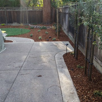 Drought Tolerant