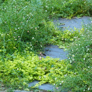 jardin sous les chênes