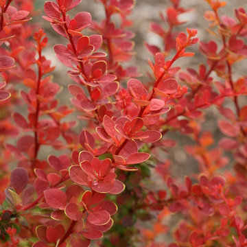 Sunjoy® Tangelo Barberry (Berberis thunbergii)