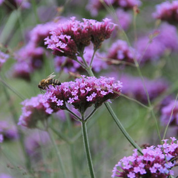 Garten-Impressionen