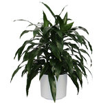 Scape Supply - Live 3' Janet Craig Bush Package, White - The "Janet Craig" is a very versatile plant coming in a variety of sizes and shapes.  This live Dracaena Fragrans variety is a wonderful bushy option with long, bright, shiney leaves that works well to frame a sofa or fireplace mantel.  The Janet Craig is very resilient to lighting and watering schedules and is a go to plant for most commercial interior landscape projects.