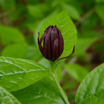Carolina Allspice (Calycanthus floridus)